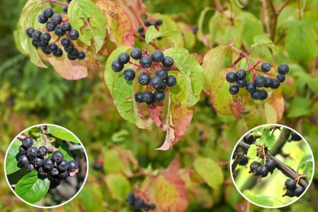 Bäume und Sträucher mit schwarzen Beeren