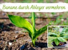 Banane vermehren durch Ableger