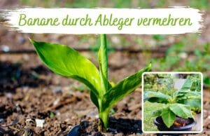 Banane vermehren durch Ableger