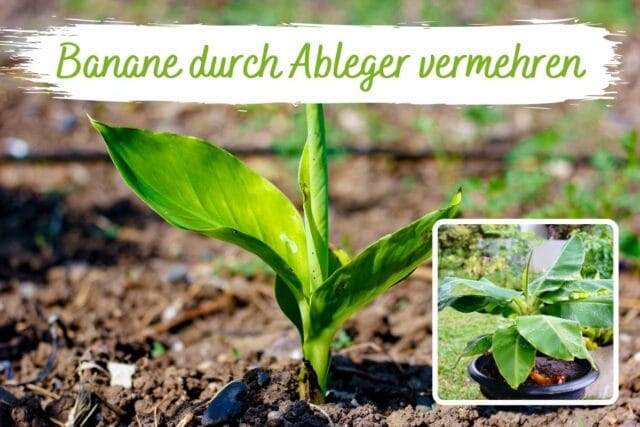 Banane vermehren durch Ableger