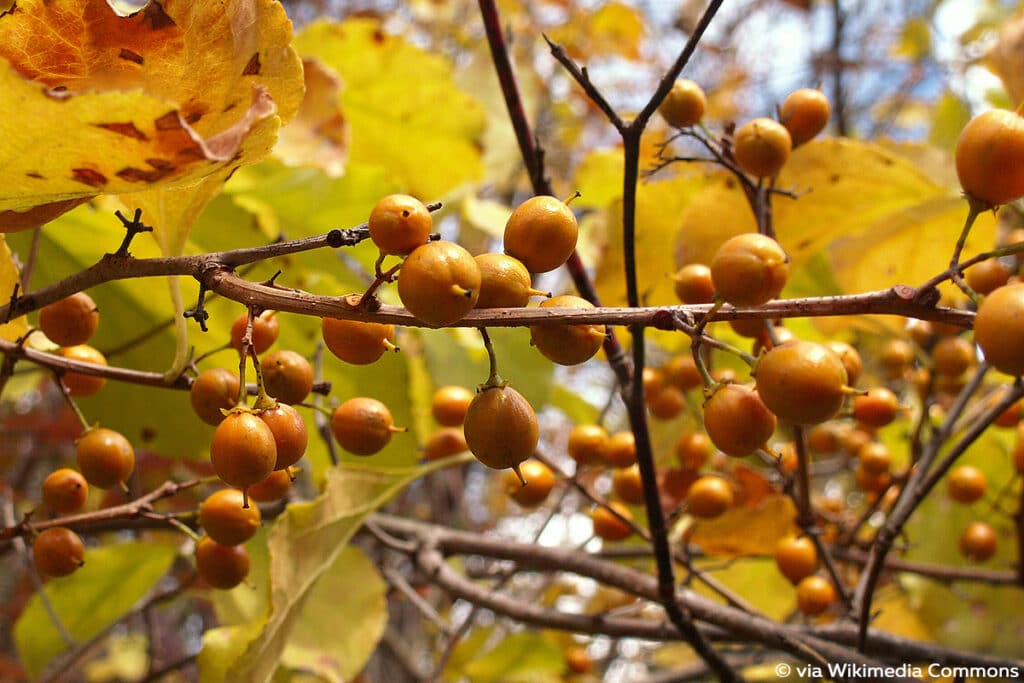 Baumwürger (Celastrus orbiculatus), orange Beeren