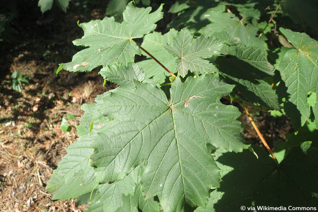 Bergahorn (Acer pseudoplatanus), große Blätter