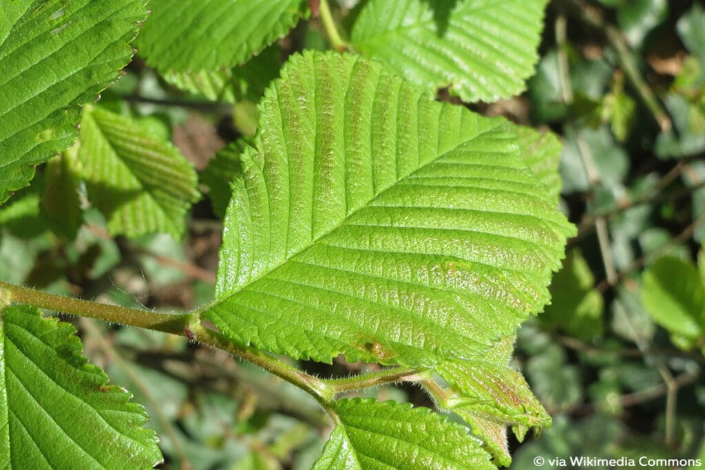 Bergulme (Ulmus glabra)