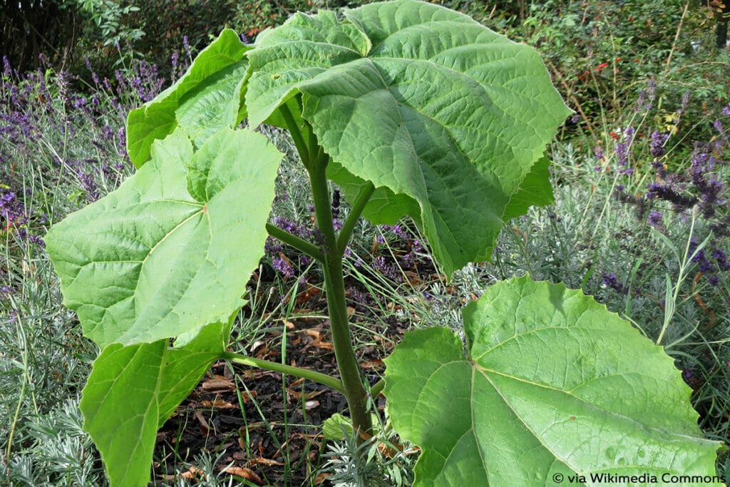 Blauglockenbaum (Paulownia tomentosa)