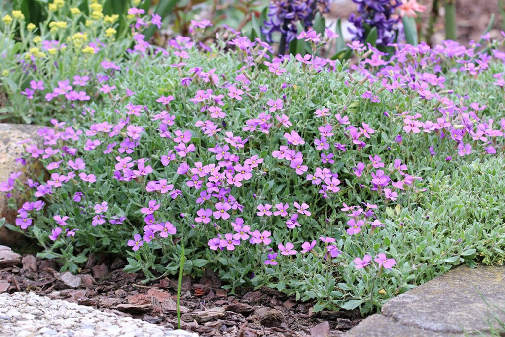 Blaukissen (Aubrieta), Sonnenpflanzen