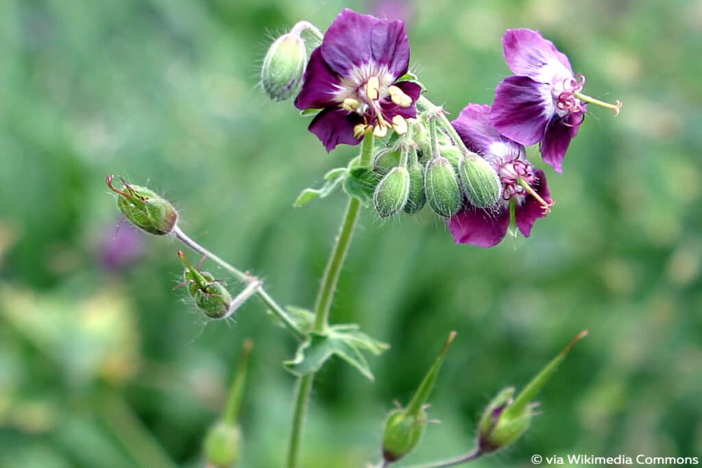 Brauner Storchschnabel (Geranium phaeum)