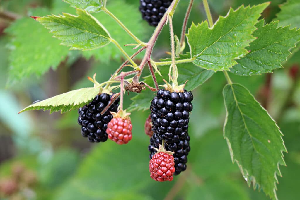 Brombeeren, schwarze Beeren