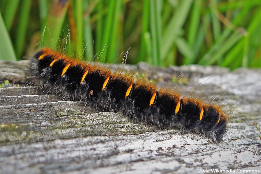 Brombeerspinner (Macrothylacia rubi)