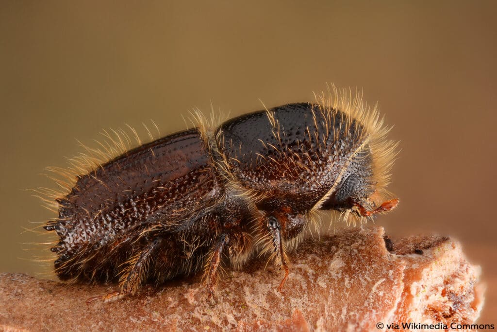 Buchdrucker (Ips typographus), Borkenkäfer