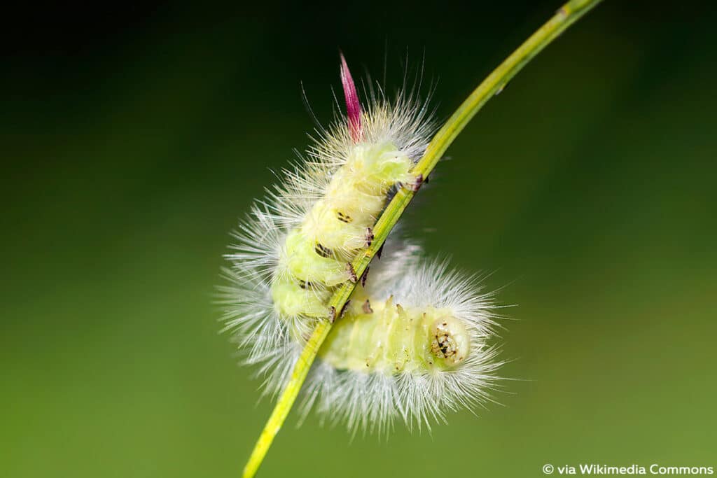 Buchen-Streckfuß (Calliteara pudibunda)