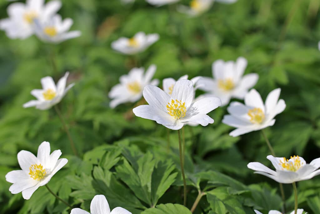 Busch-Windröschen (Anemone nemorosa), weiße Blüten