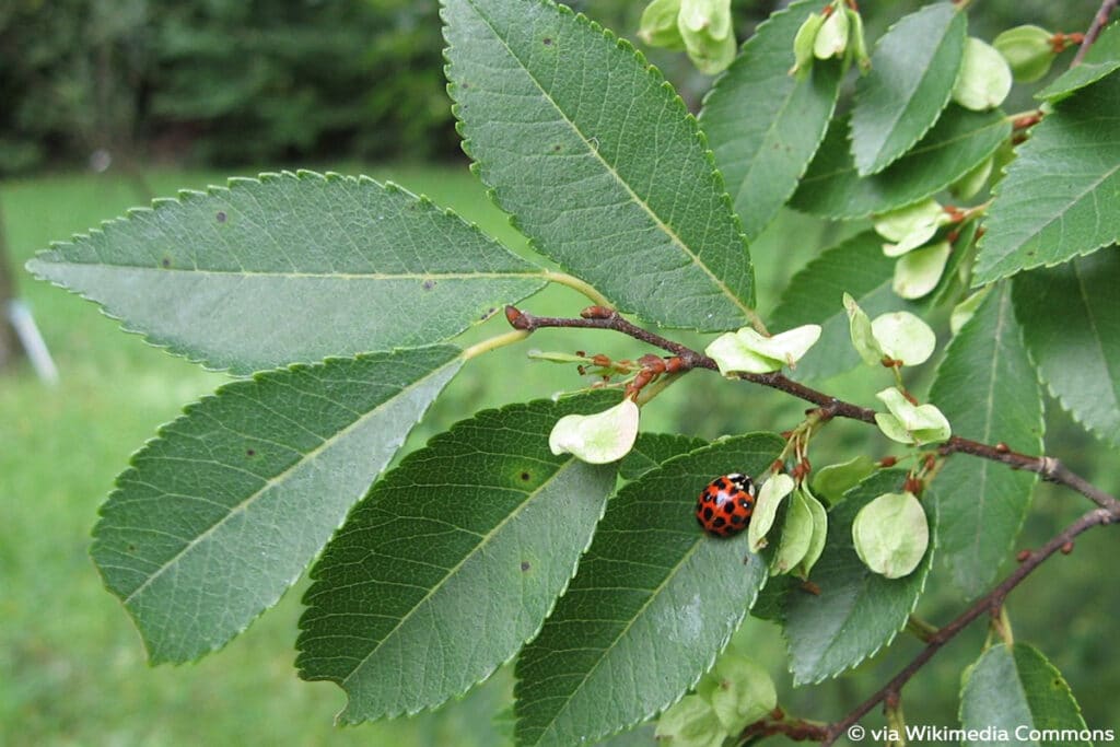 Chinesische Ulme (Ulmus parvifolia)