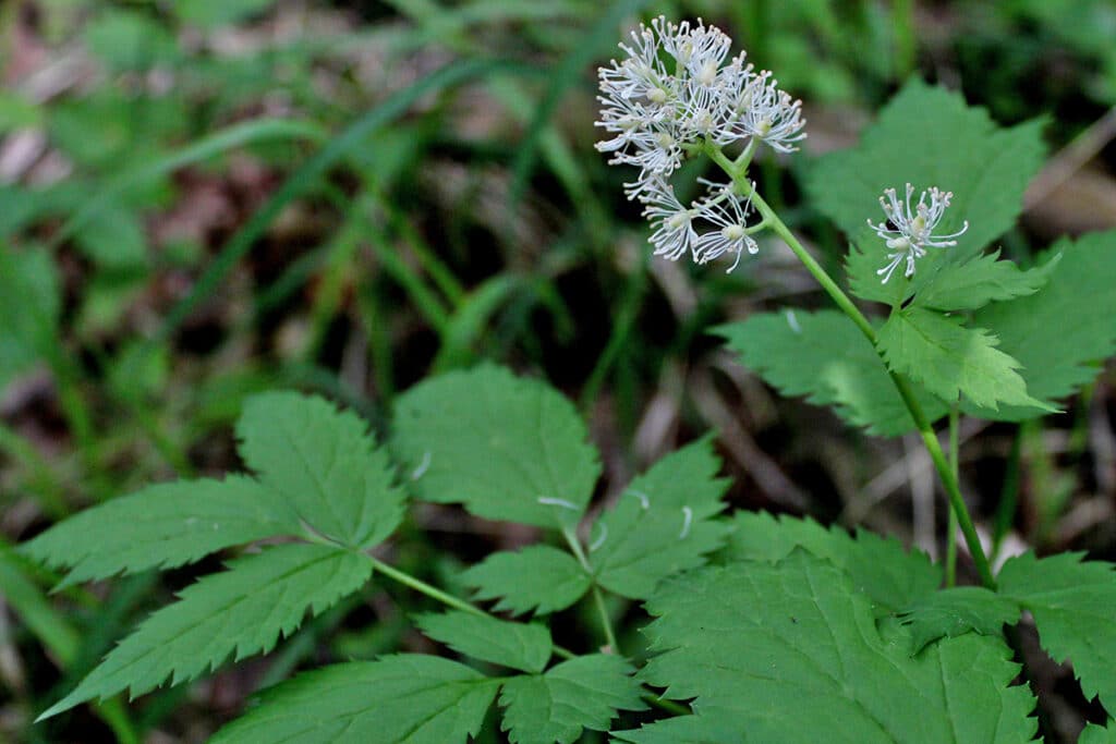 Christophskraut (Actaea spicata), weiße Blüten