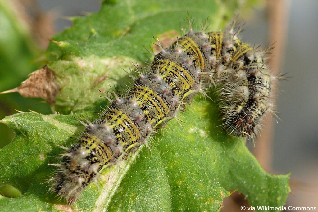 Distelfalter (Vanessa cardui), Raupen mit Haaren