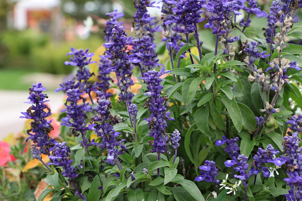 Duftnessel (Agastache rugosa), Blumen blühen