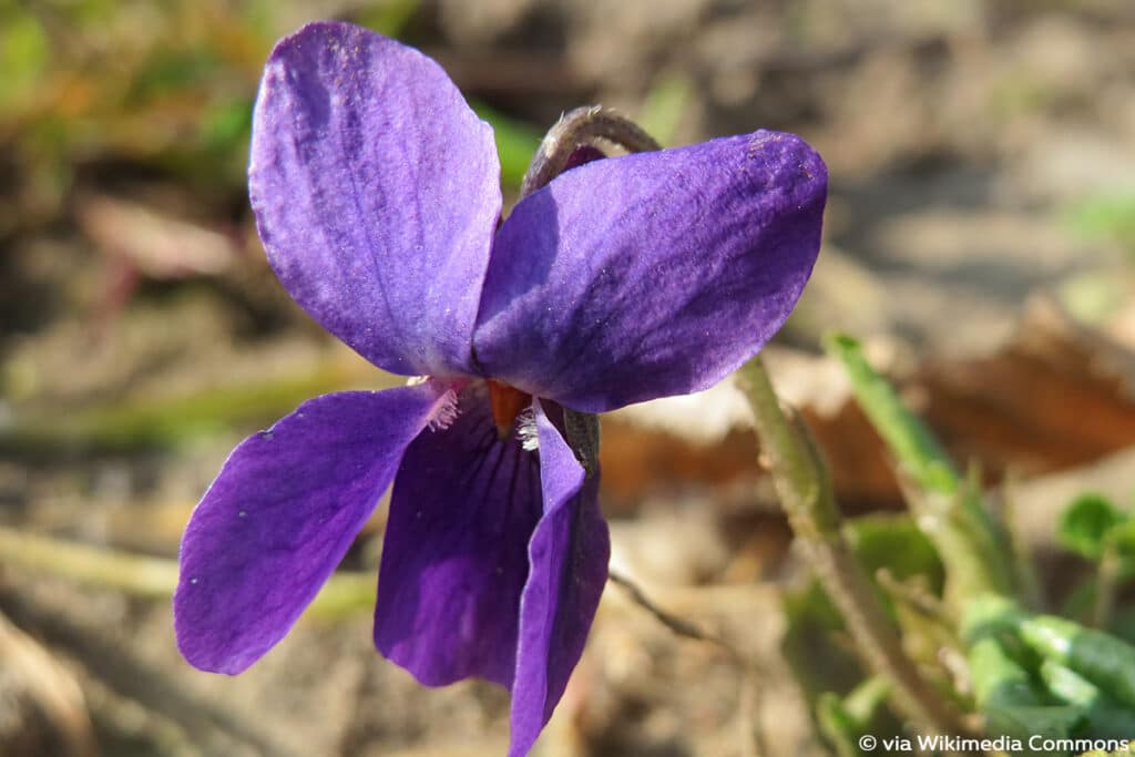 Duftveilchen (Viola odorata), Frühlingsblüher