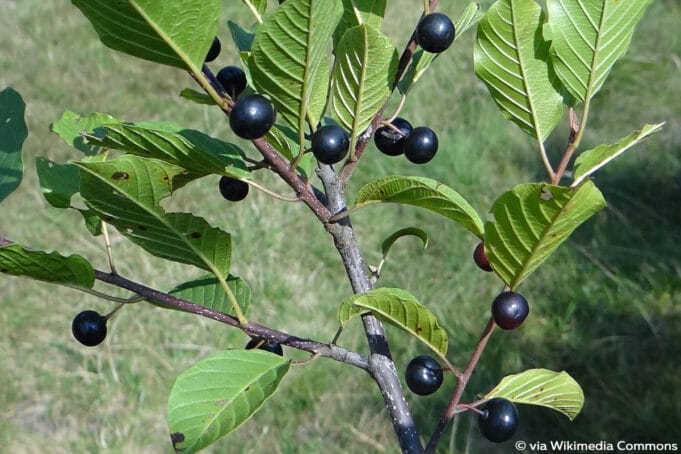 19 Bäume und Sträucher mit schwarzen Beeren Gartendialog.de