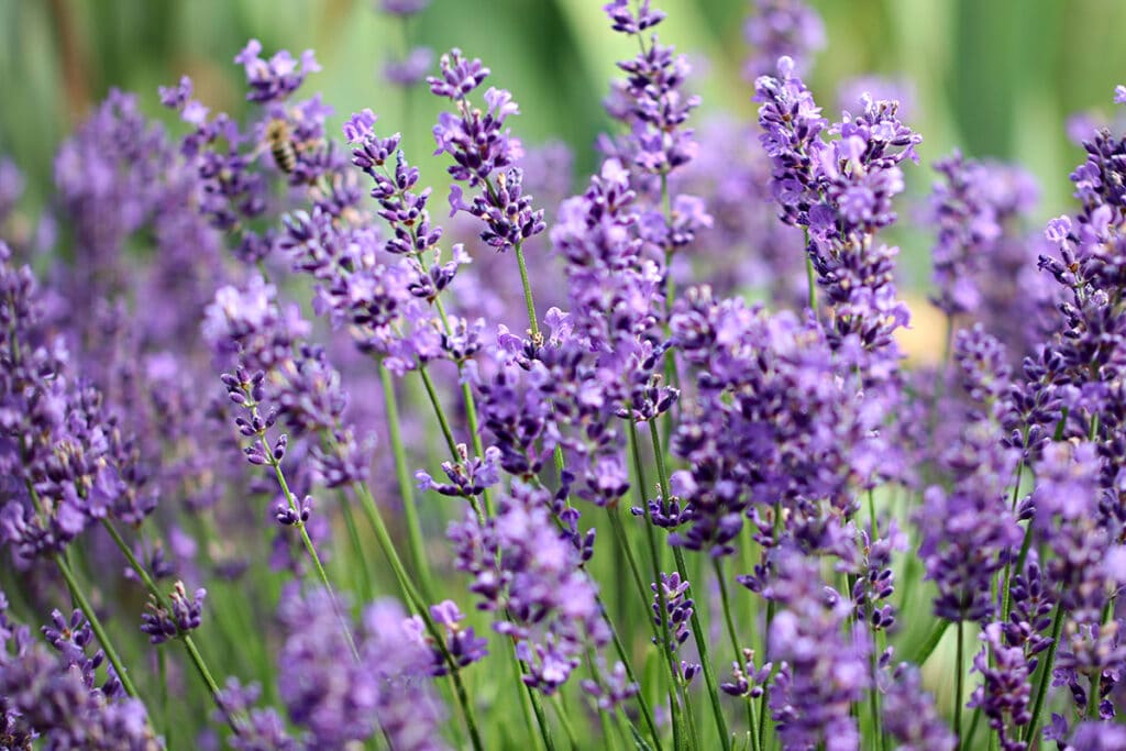 Echter Lavendel (Lavandula angustifolia)