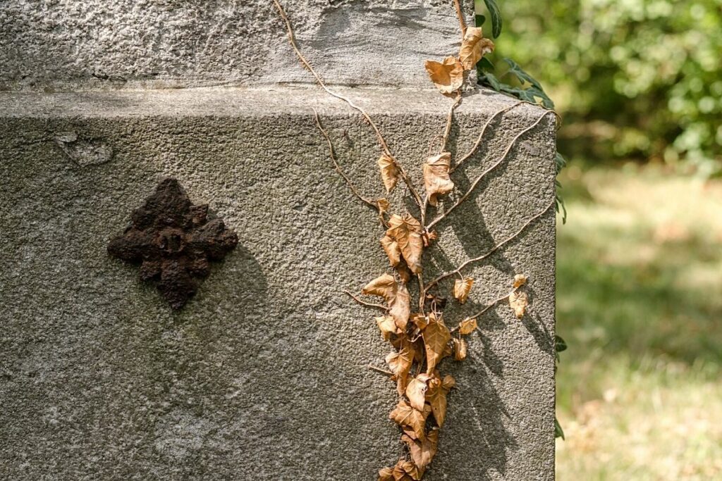 Hedera helix austrocknen