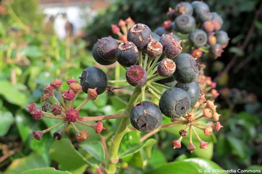 Efeu, schwarze Beeren