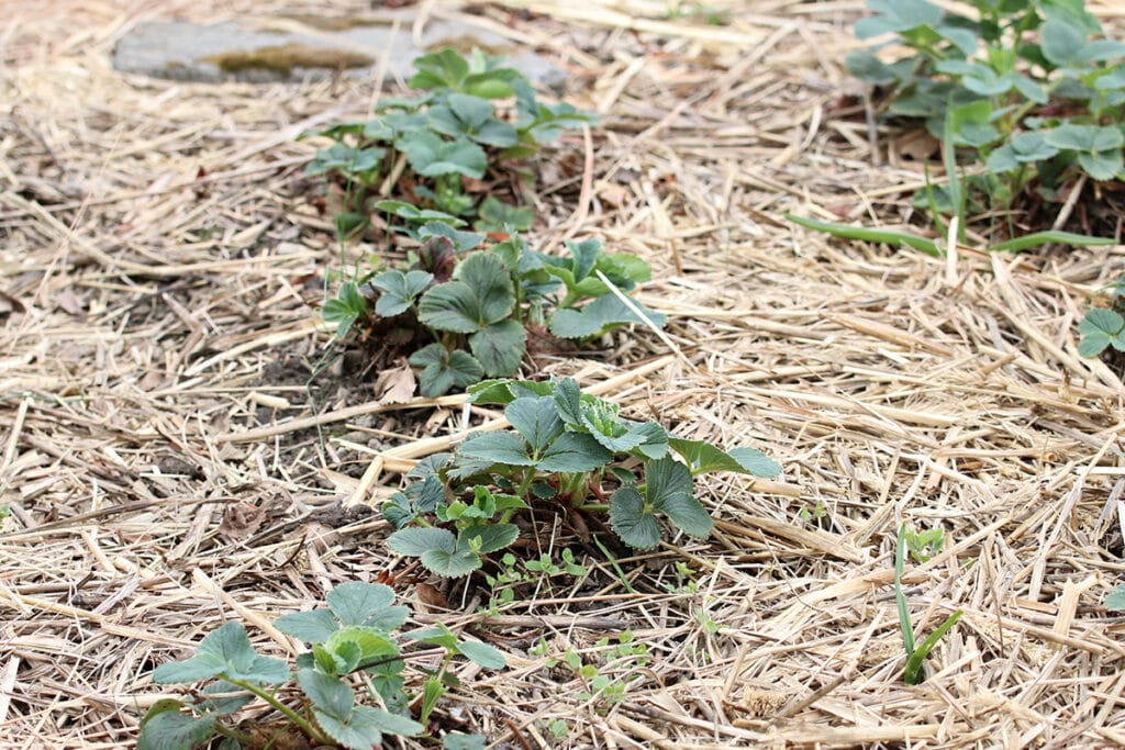 Erdbeeren überwintern - Strohmulch als Winterschutz