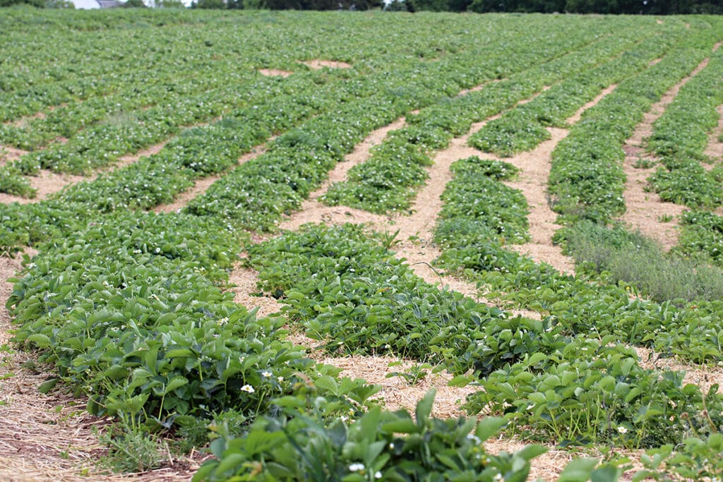 Erdbeeren Pflanzabstand