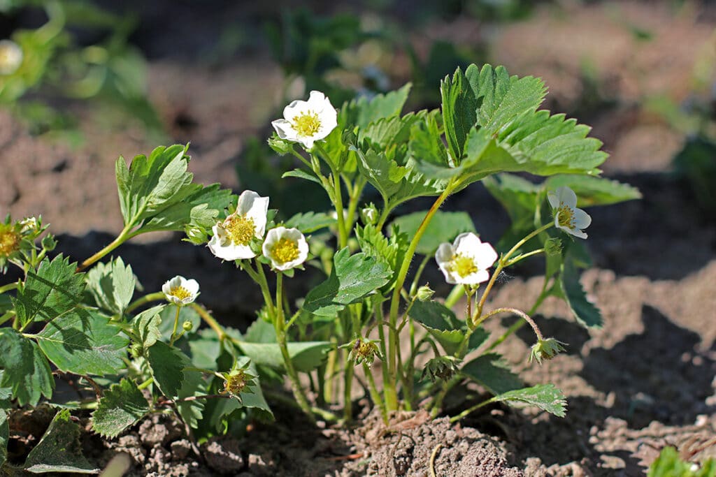 Fragaria