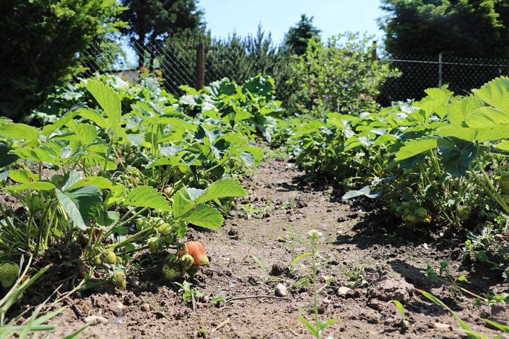 Erdbeeren Pflanzabstand