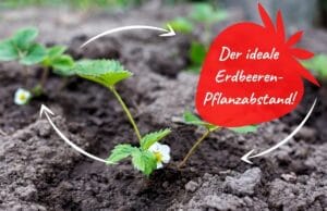 Erdbeeren Pflanzabstand