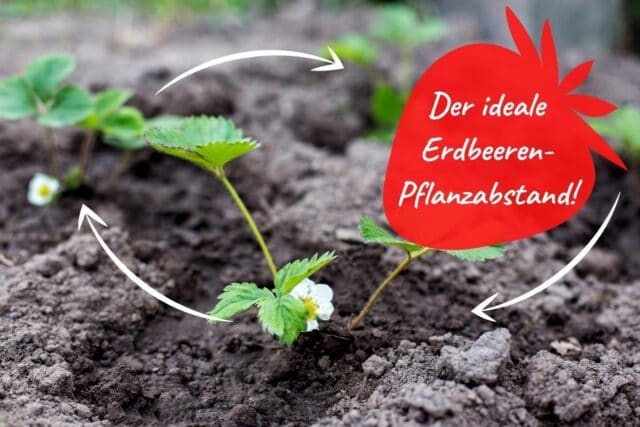 Erdbeeren Pflanzabstand