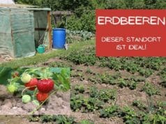 Erdbeeren Standort