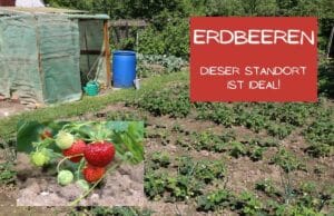 Erdbeeren Standort