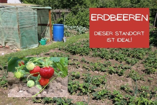 Erdbeeren Standort