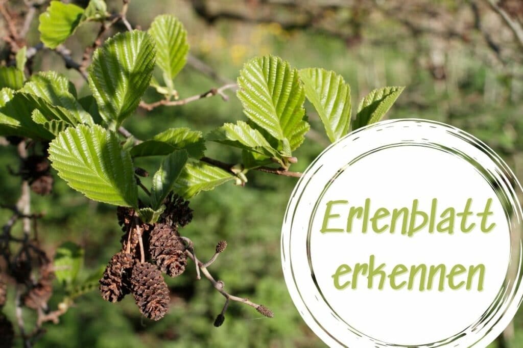 Erlenblatt erkennen: 14 Merkmale zum Bestimmen - Gartendialog.de