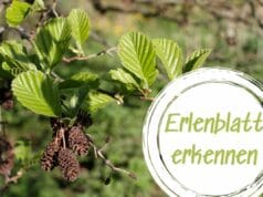 Erlenblatt erkennen