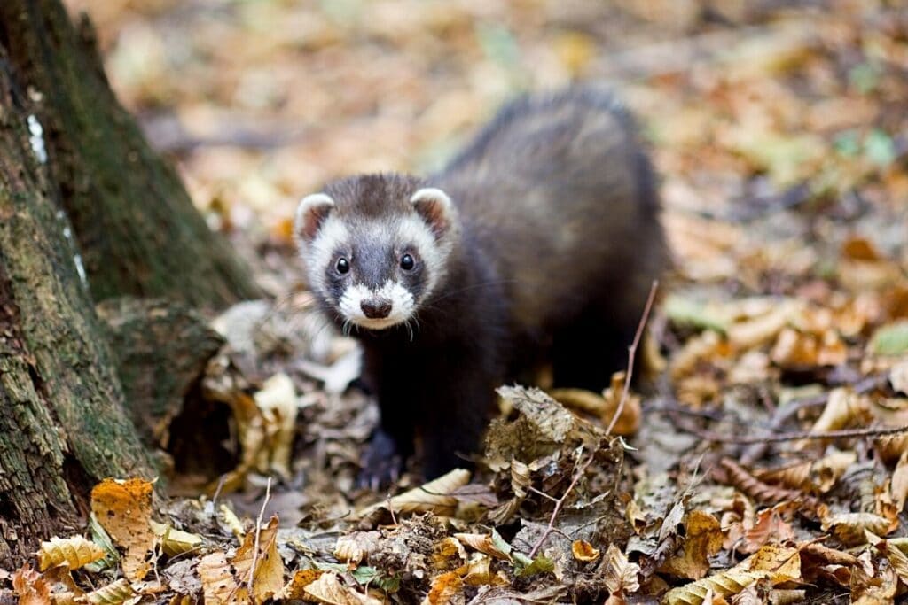 Europäische Iltis (Mustela putorius)