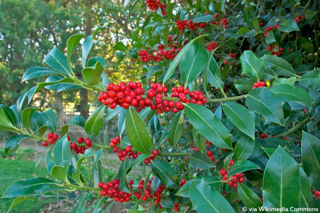 Europäische Stechpalme (Ilex aquifolium), rote Beeren