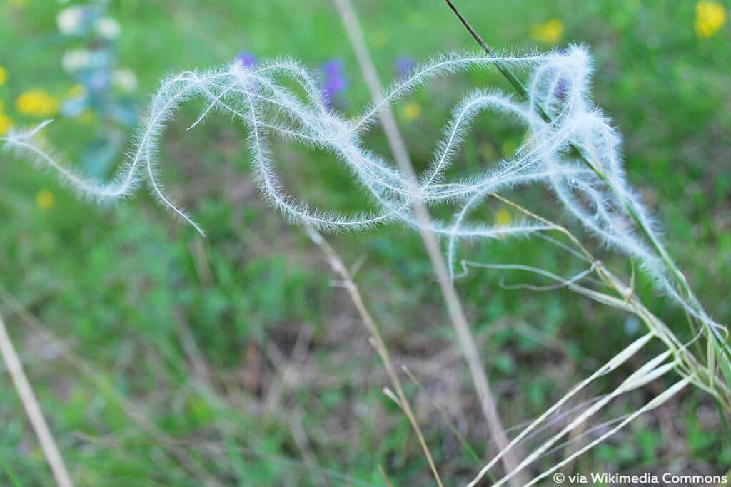 Federgras (Stipa), weiße Blüten