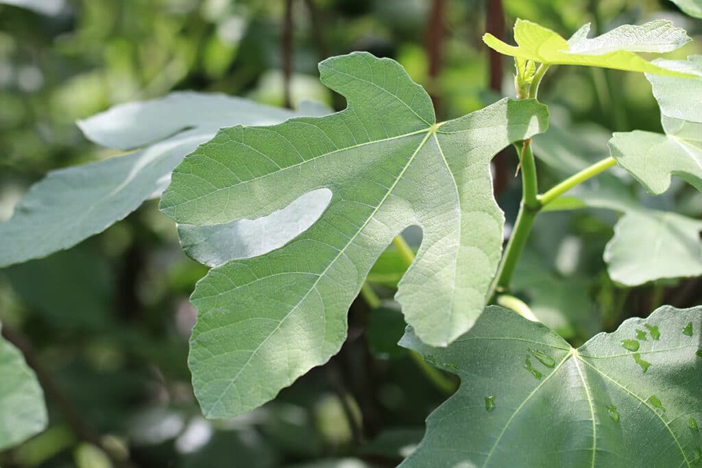 Feigenbaum (Ficus carica)