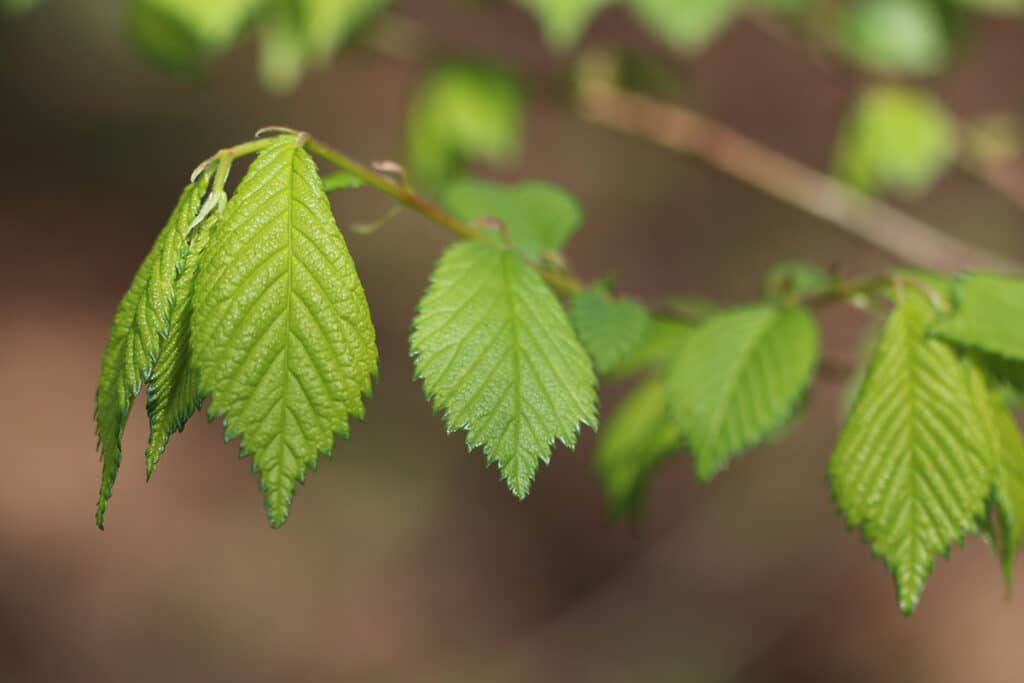 Feldulme (Ulmus minor), Ulmenblatt