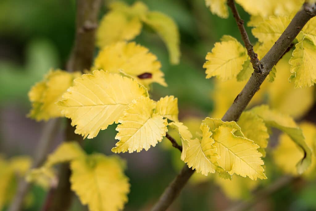 Ulmus minor „Wredei“, Ulmenblatt