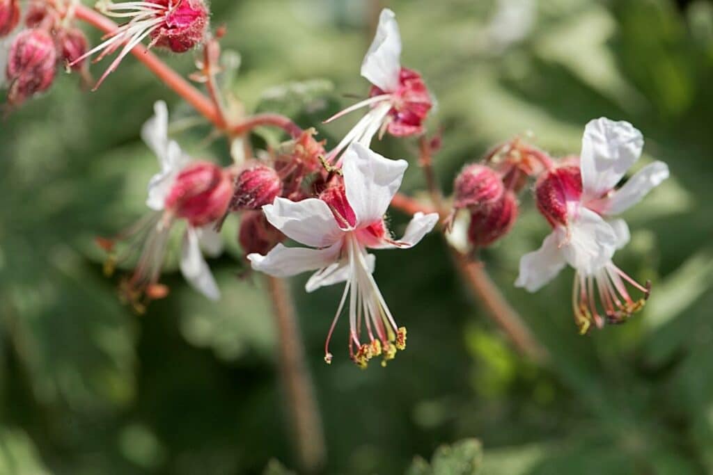 Felsen-Storchschnabel (Geranium macrorrhizum)