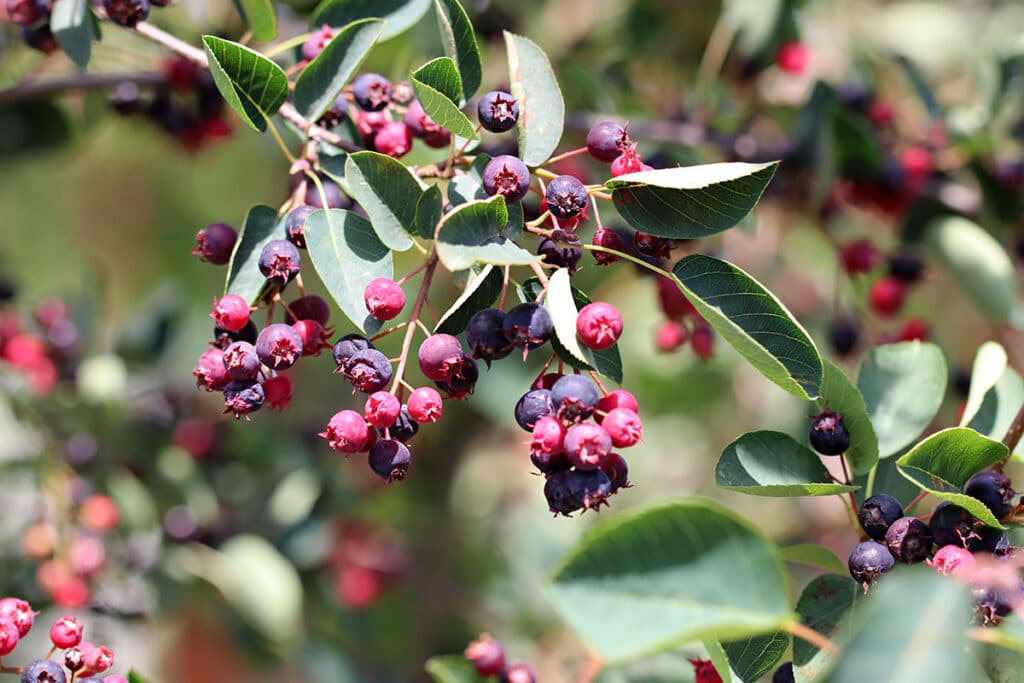 Felsenbirne (Amelanchier), Beeren