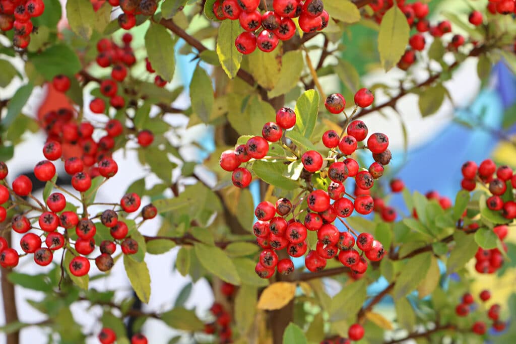 Pflanzen als Sichtschutz - Feuerdorn (Pyracantha)