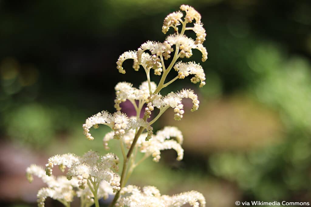 Fiederblättriges Schaublatt (Rodgersia pinnata), Schattenblume