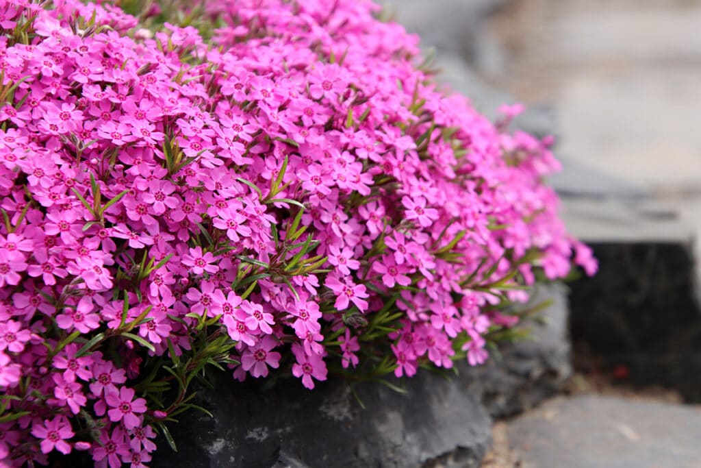 Pflanzen für Sonne und Trockenheit - Teppich-Phlox (Phlox subulata)