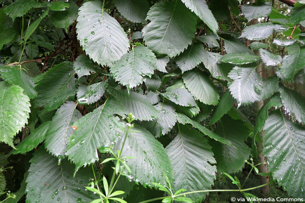 Flatterulme (Ulmus laevis)