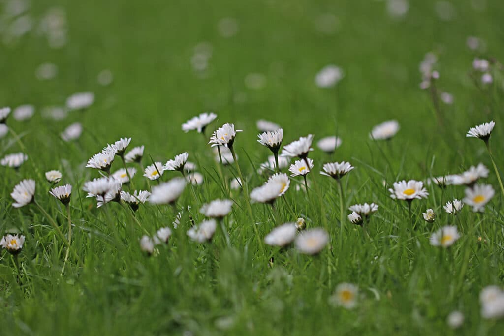 Gänseblümchen (Bellis perennis), Frühlingsblüher