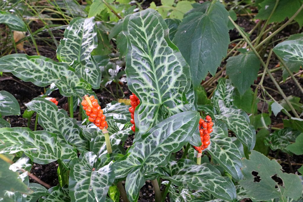 Gefleckter Aronstab (Arum maculatum), Schattenblume