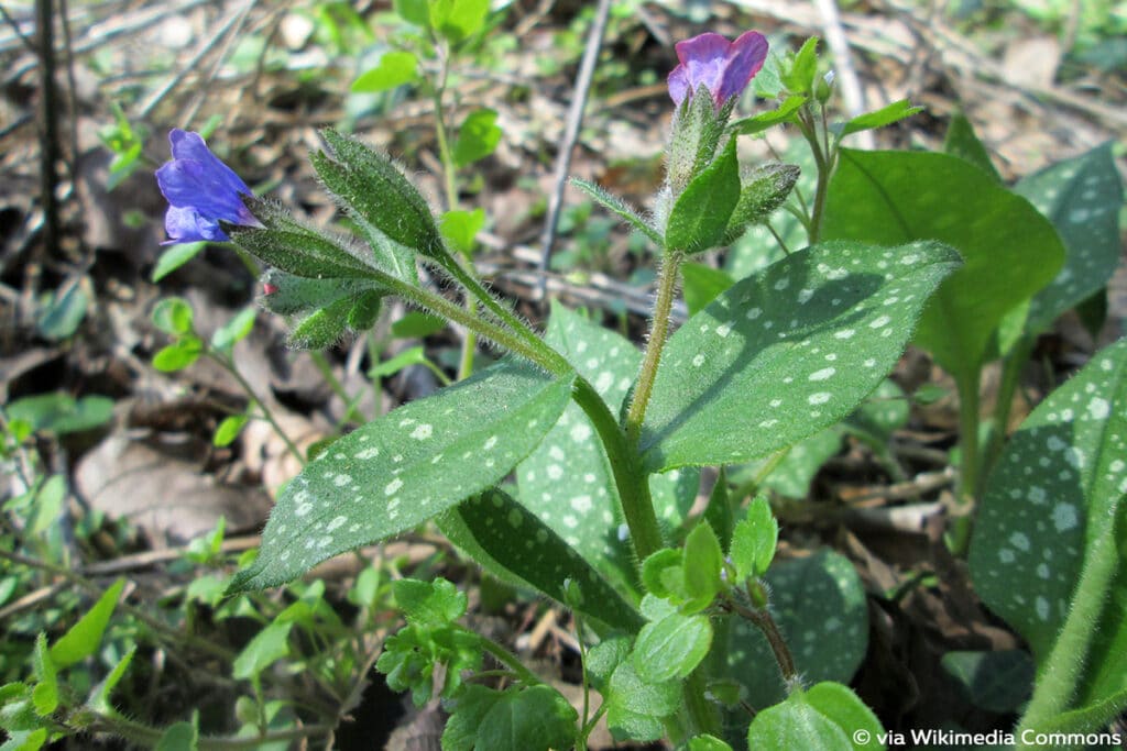 Geflecktes Lungenkraut (Pulmonaria officinalis)